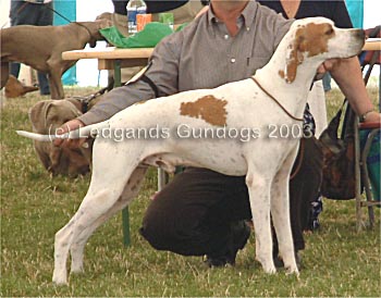 5th Post Graduate Dog
